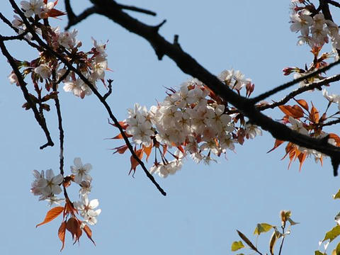 小金井薄紅桜（コガネイウスベニザクラ）