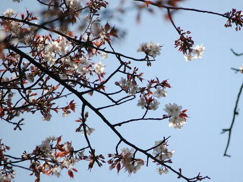 小金井薄紅桜（コガネイウスベニザクラ）