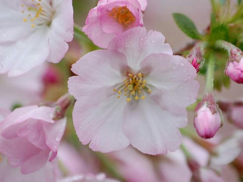 御殿場桜（ゴテンバザクラ）