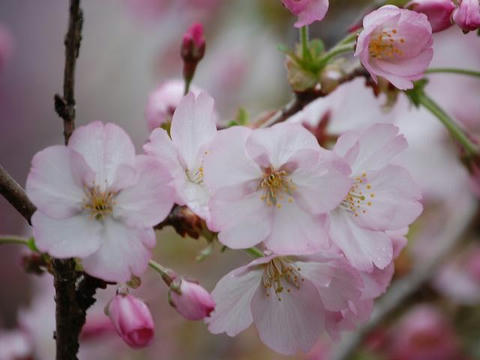 御殿場桜（ゴテンバザクラ）