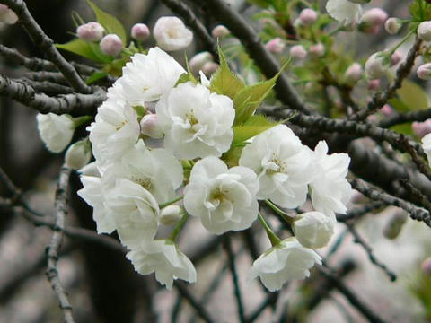 牡丹桜（ボタンザクラ）
