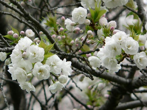 牡丹桜（ボタンザクラ）