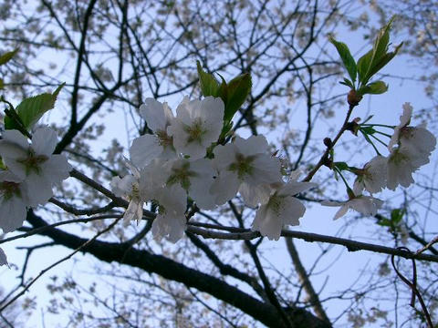 薄墨（ウスズミ）