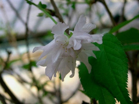 鴛鴦桜 (オシドリザクラ）