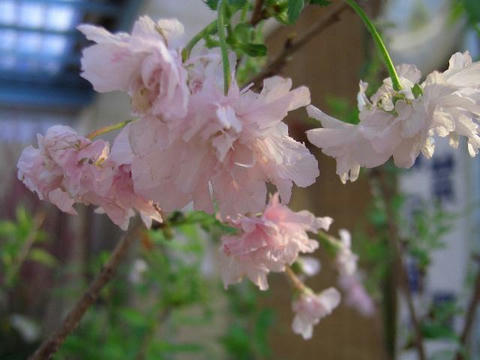 鴛鴦桜 (オシドリザクラ）