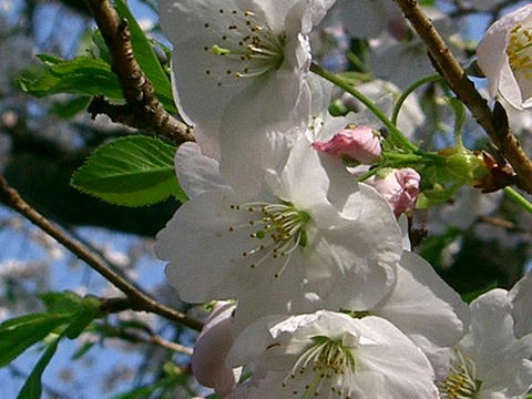 吉祥寺桜（キチジョウジザクラ）
