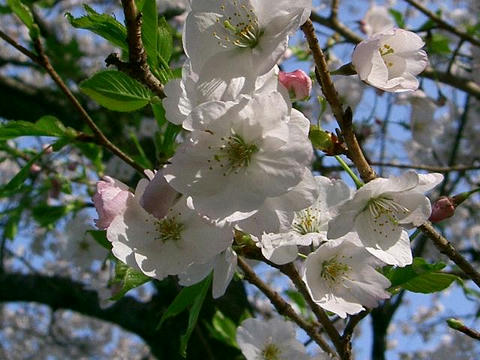 吉祥寺桜（キチジョウジザクラ）