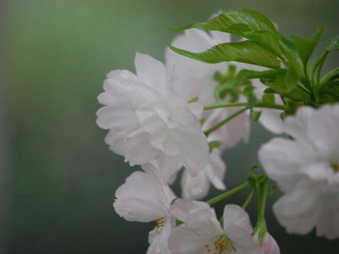 江戸桜（エドザクラ）