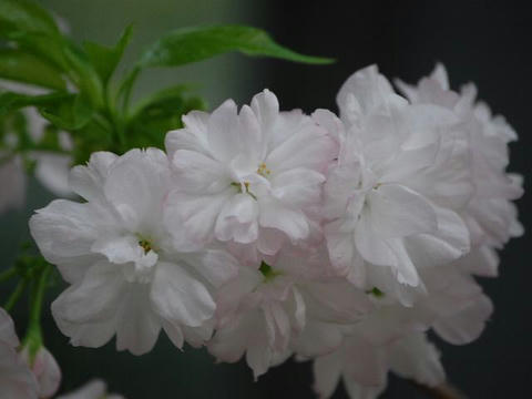 江戸桜（エドザクラ）
