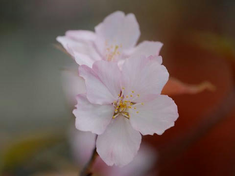 仙台屋桜（センダイヤザクラ）