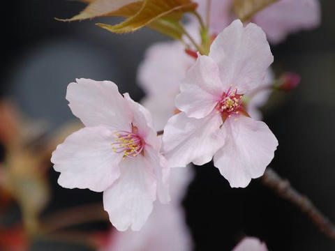 仙台屋桜（センダイヤザクラ）