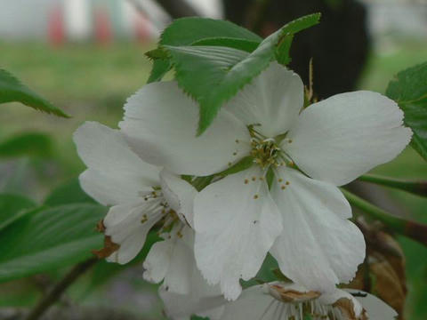 旗桜（ハタザクラ）