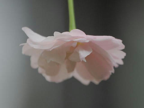 紅玉錦（ベニタマニシキ）