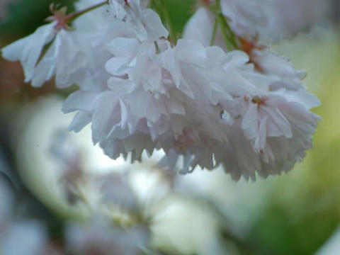 東錦（アズマニシキ）