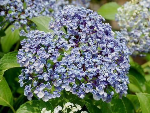 渦紫陽花（ウズアジサイ）