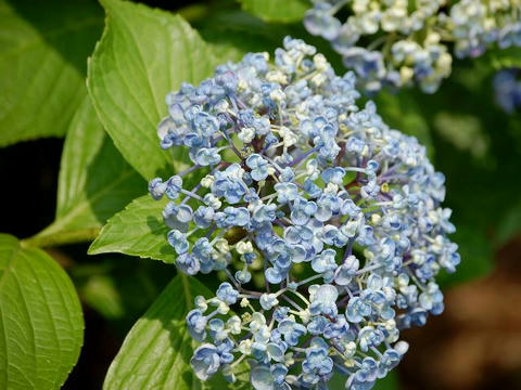 渦紫陽花（ウズアジサイ）