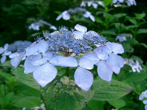 蝦夷紫陽花（エゾアジサイ）