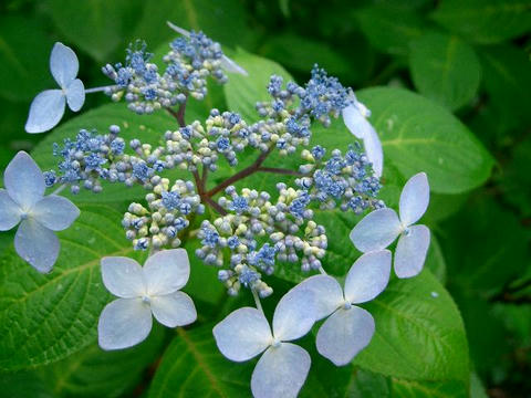 蝦夷紫陽花（エゾアジサイ）