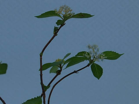 奥多摩小紫陽花（オクタマコアジサイ）