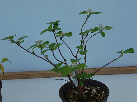奥多摩小紫陽花（オクタマコアジサイ）