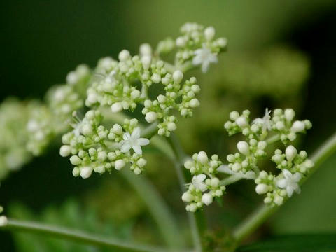 小紫陽花（コアジサイ）
