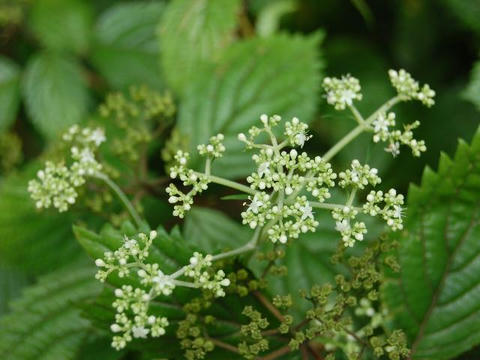 小紫陽花（コアジサイ）