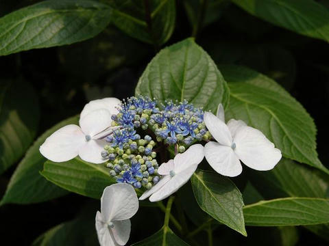 額紫陽花（ガクアジサイ）