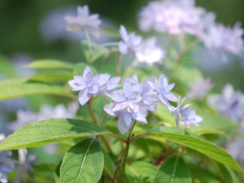 七段花（シチダンカ）