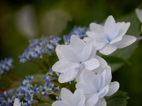 墨田の花火（スミダノハナビ）