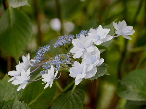 墨田の花火（スミダノハナビ）
