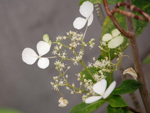 吐喝喇紫陽花（トカラアジサイ）