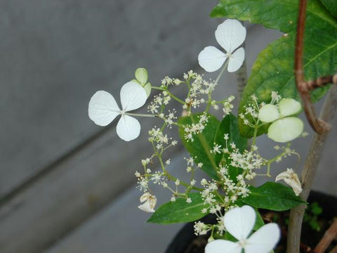 吐喝喇紫陽花（トカラアジサイ）
