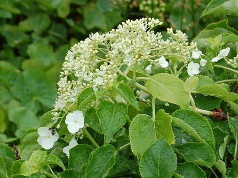 蔓紫陽花（ツルアジサイ）