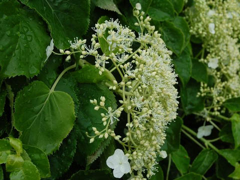 蔓紫陽花（ツルアジサイ）