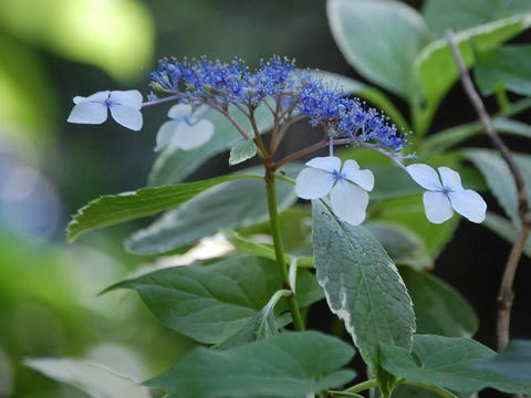 斑入り額紫陽花（フイリガクアジサイ）