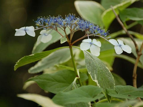 斑入り額紫陽花（フイリガクアジサイ）