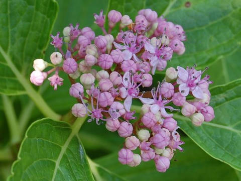 縁無し額紫陽花（フチナシガクアジサイ）