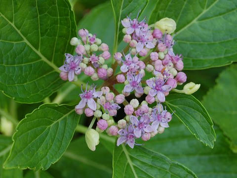 縁無し額紫陽花（フチナシガクアジサイ）