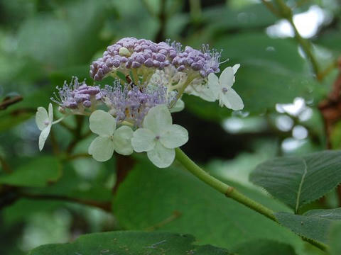 玉紫陽花（タマアジサイ）