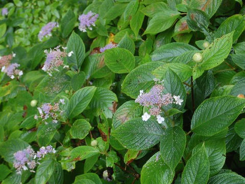 玉紫陽花（タマアジサイ）