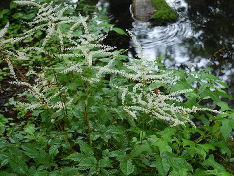 鳥足升麻（トリアシショウマ）