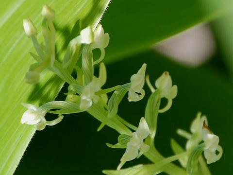 水蜻蛉（ミズトンボ）