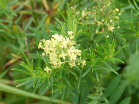 薄黄河原松葉（ウスギカワラマツバ）