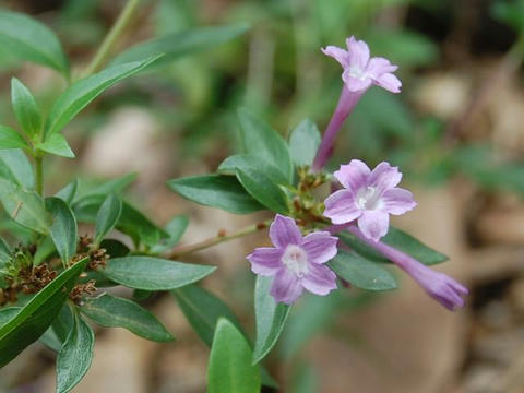 紫丁花（シチョウゲ）