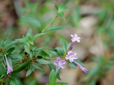 紫丁花（シチョウゲ）
