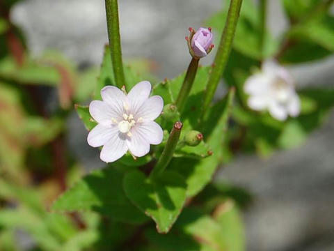 岩赤花（イワアカバナ）