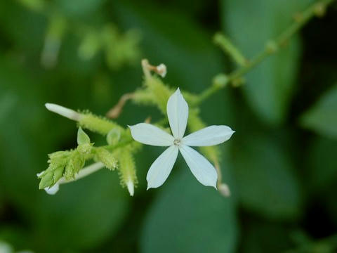 インド茉莉（インドマツリ）