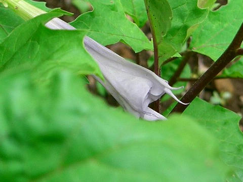 洋種朝鮮朝顔（ヨウシュチョウセンアサガオ）