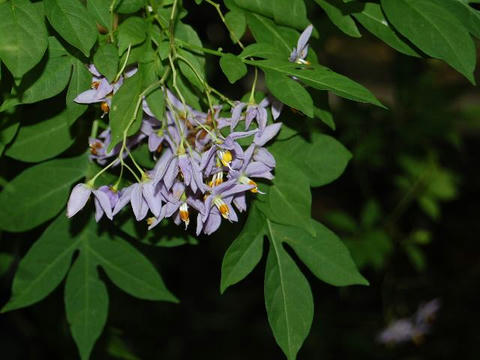 瑠璃色蔓茄子（ルリイロツルナス）