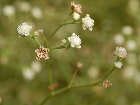 胡麻菊（ゴマギク）